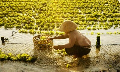 Seaweed Farm Lembongan