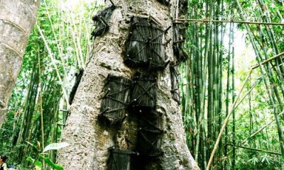 Toraja Baby Grave